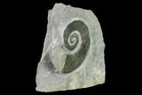 Cretaceous Ammonite (Crioceratites) Fossil - France #153136-2